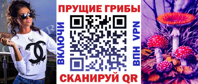 Псилоцибиновые грибы Psilocybe  Курчалой 